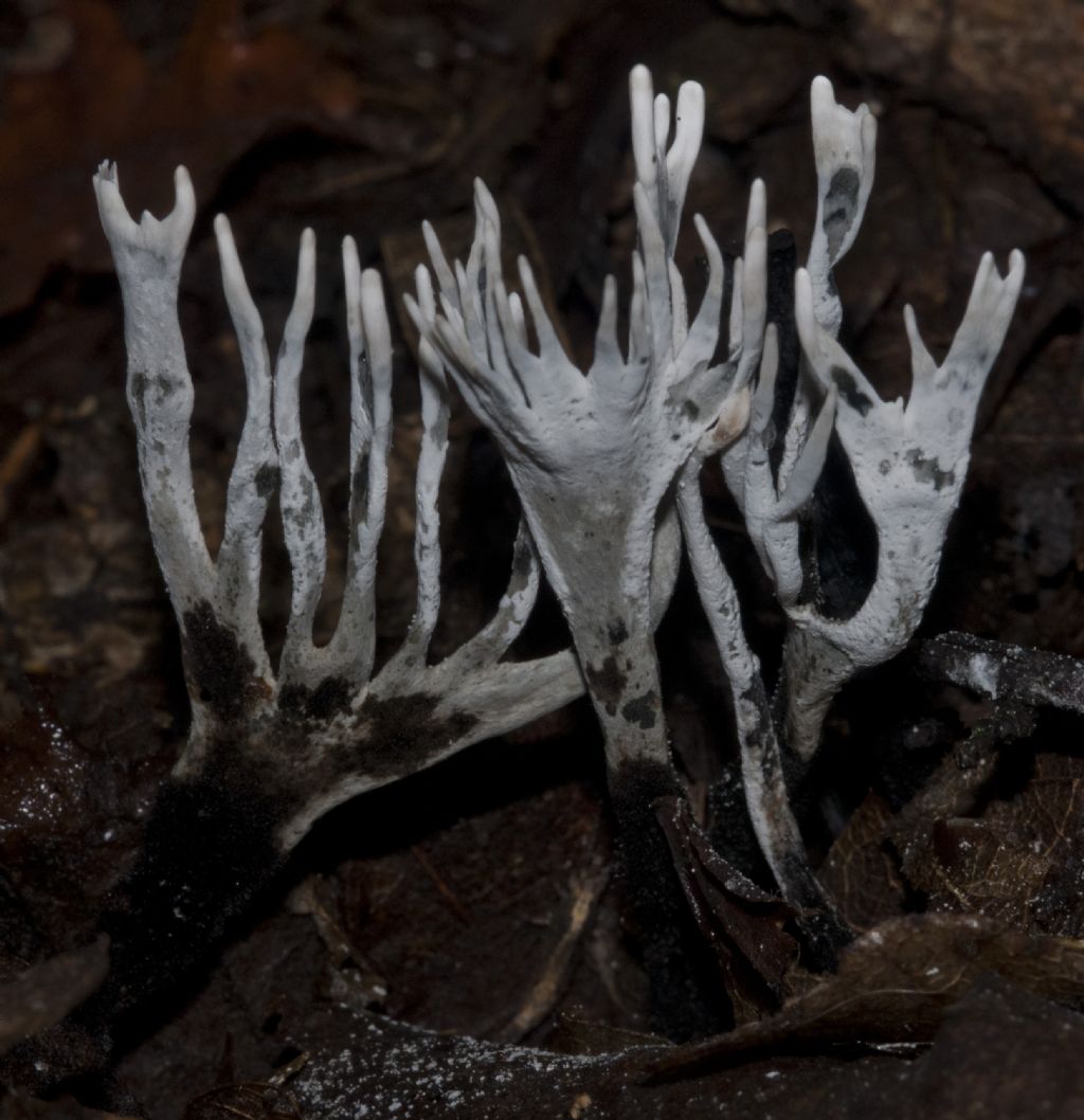 tutte Xylaria hypoxylon??